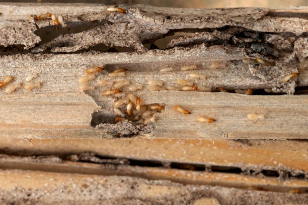 Professional Pest Control in Cottage Grove, WI